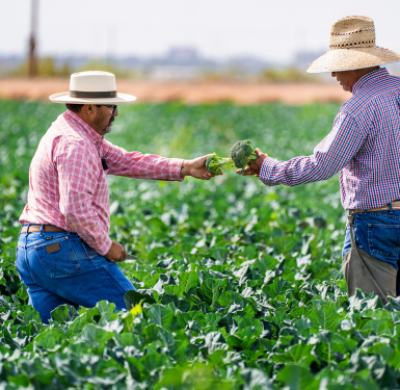 Tư vấn các chứng nhận Nông nghiệp (VietGAP, GLOBAL G.A.P, Organic)